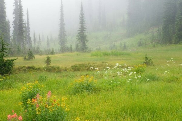 Calm in the clearing foggy in the morning