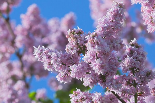 Purple lilac flowers in winter