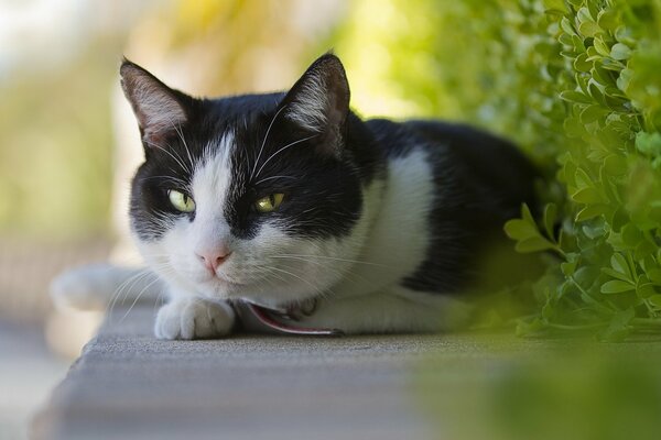 The thoughtful look of a cunning cat