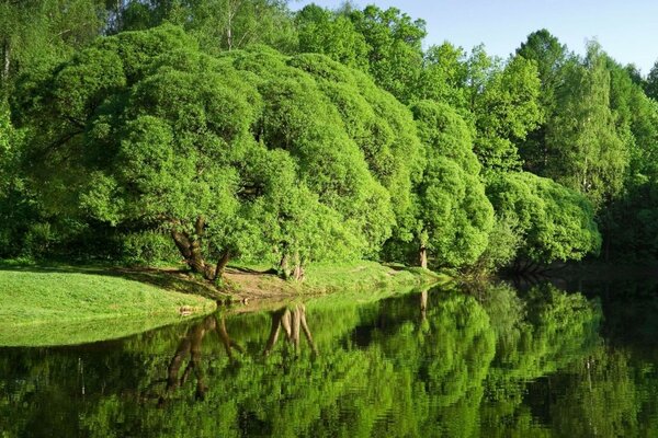 Paesaggio verde con riflessione di alberi nel fiume