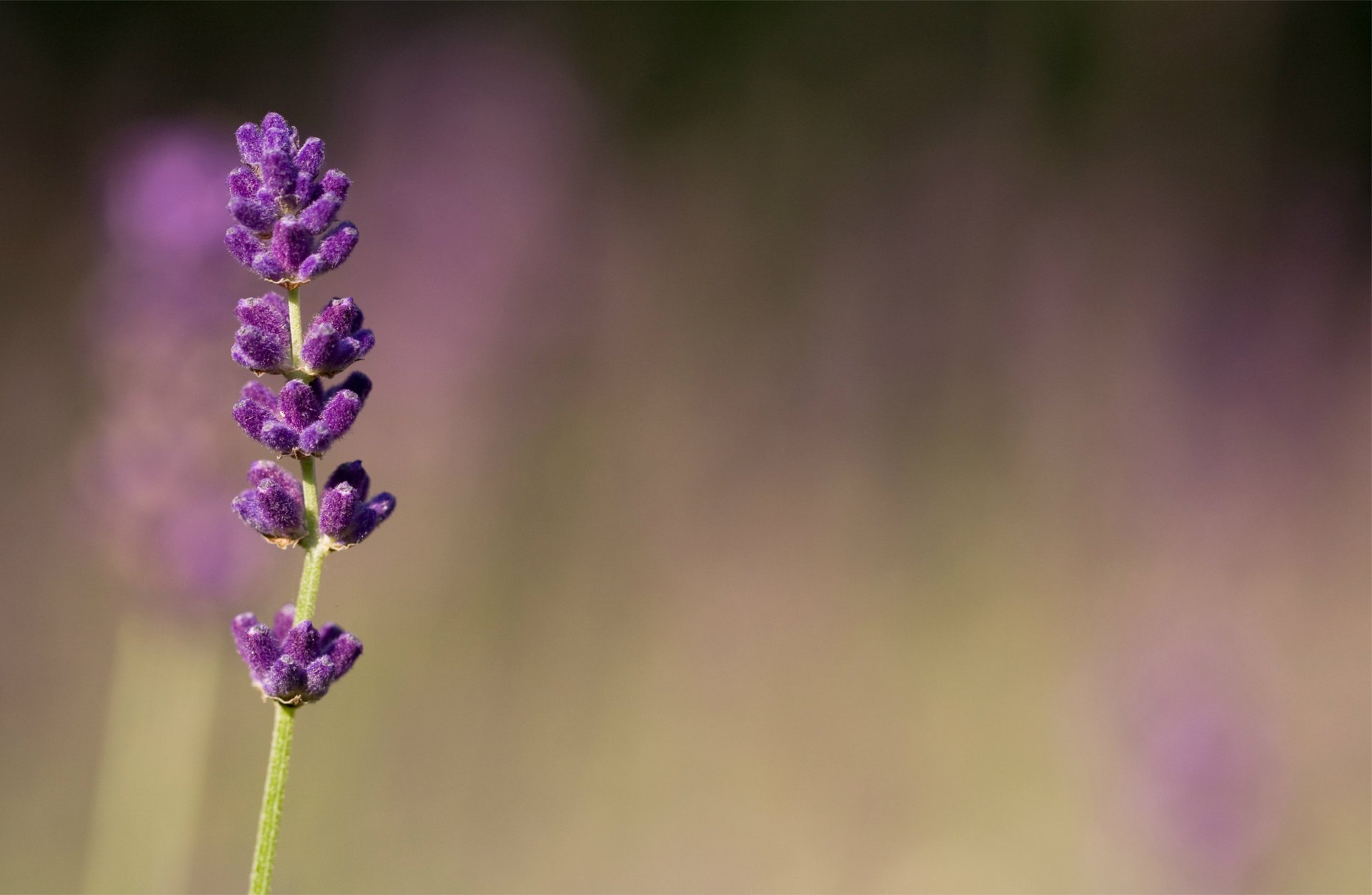 flowers lilac purple lavender macro