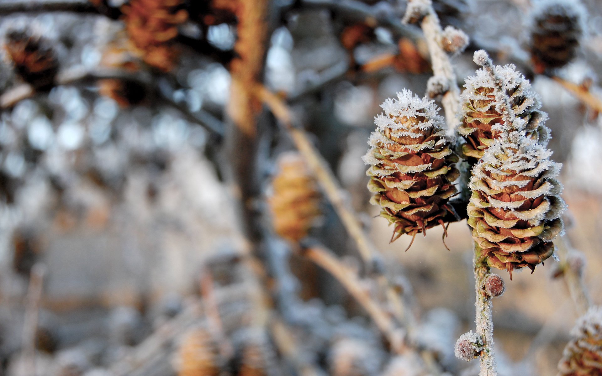 pinecones natur zweige bokeh natur winter schnee beulen winter