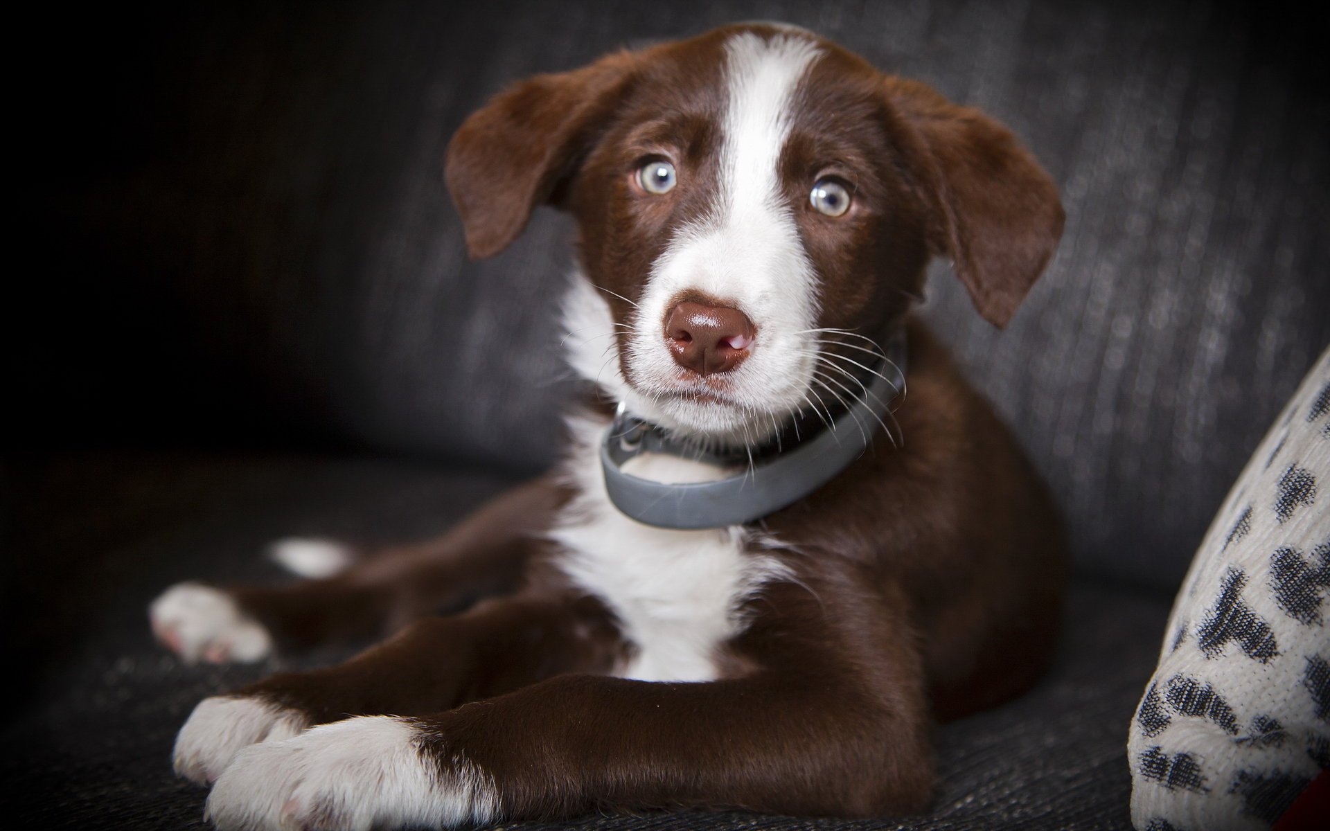 hund blick freund