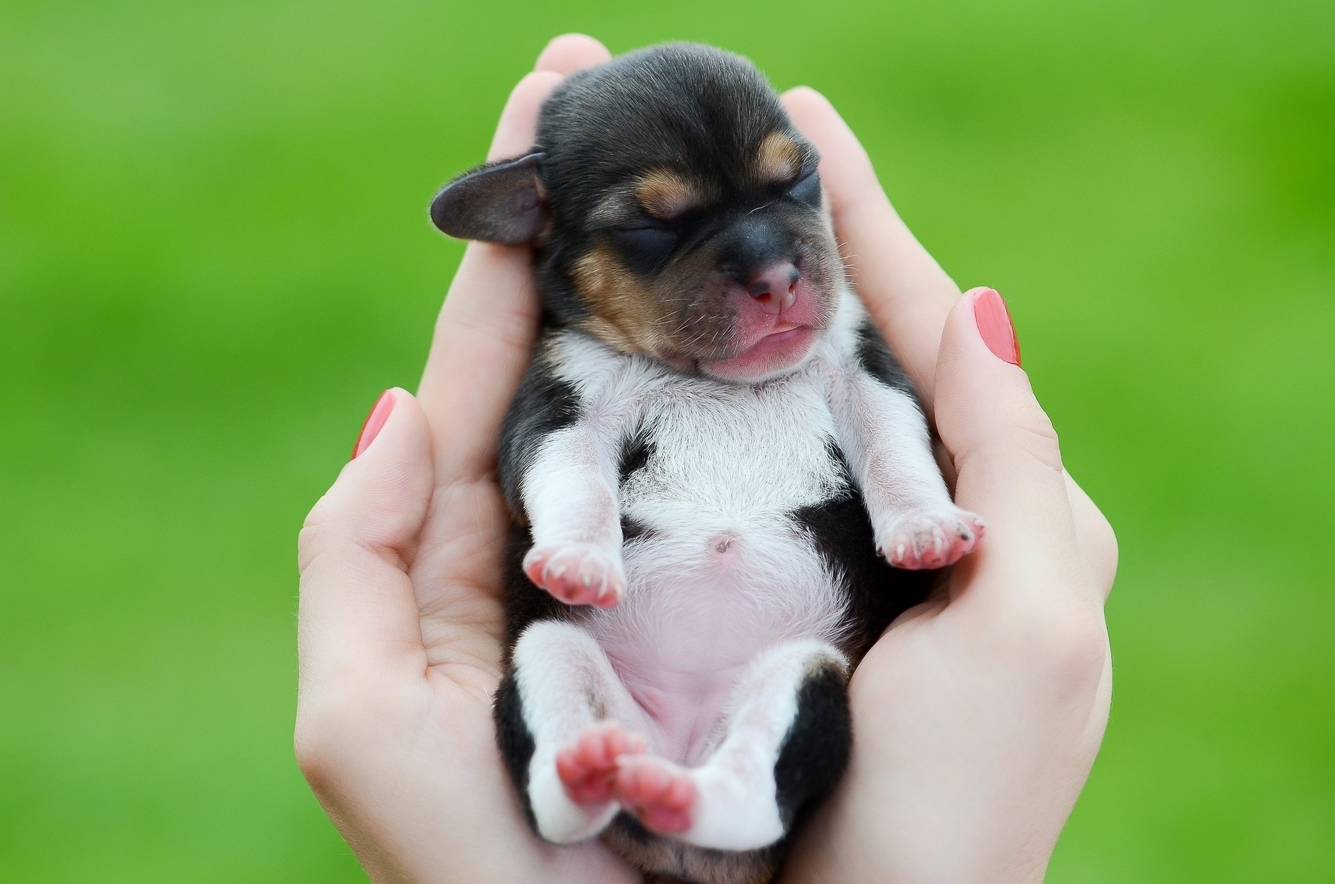 cachorro niño palmas manos