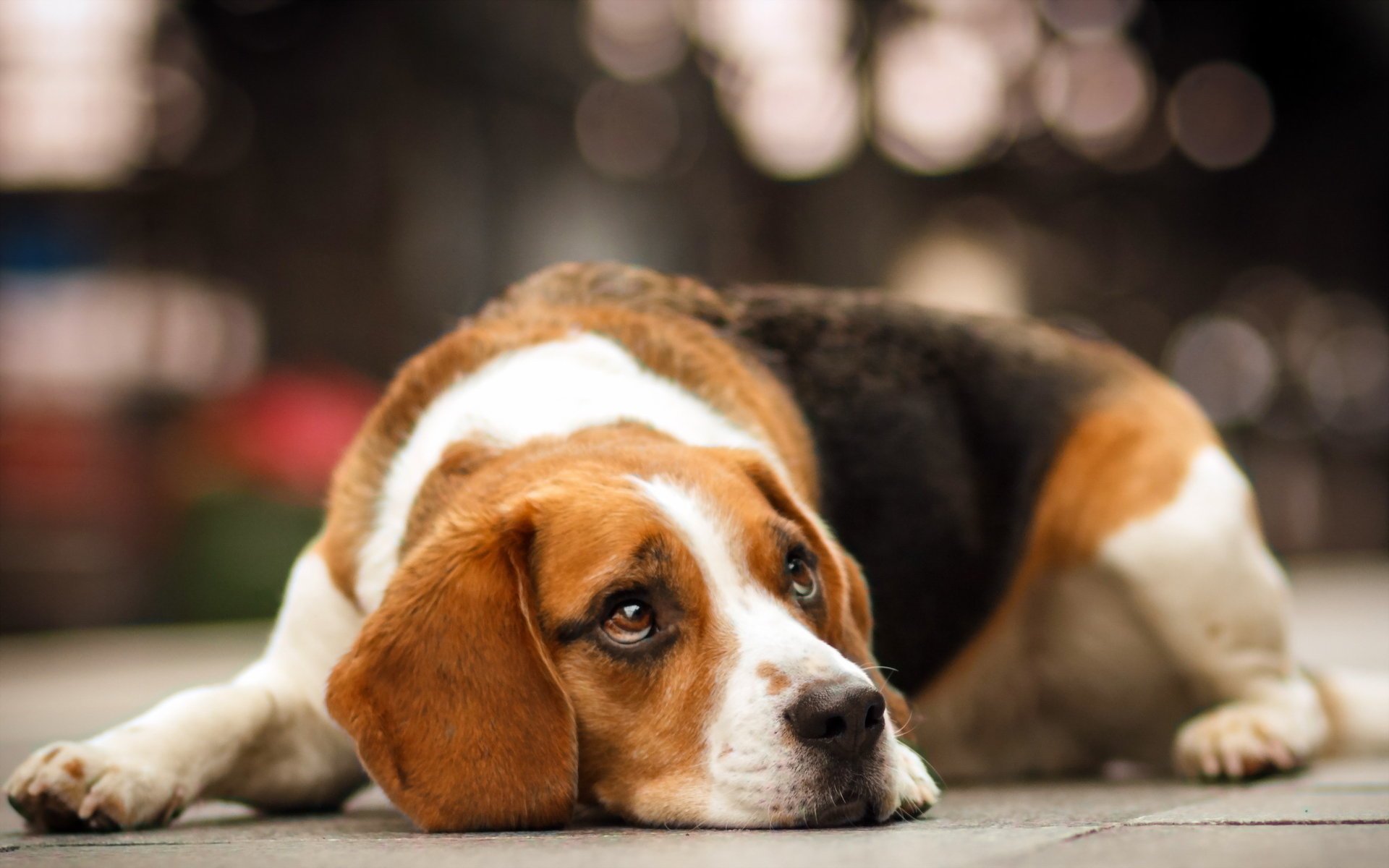 cane beagle amico