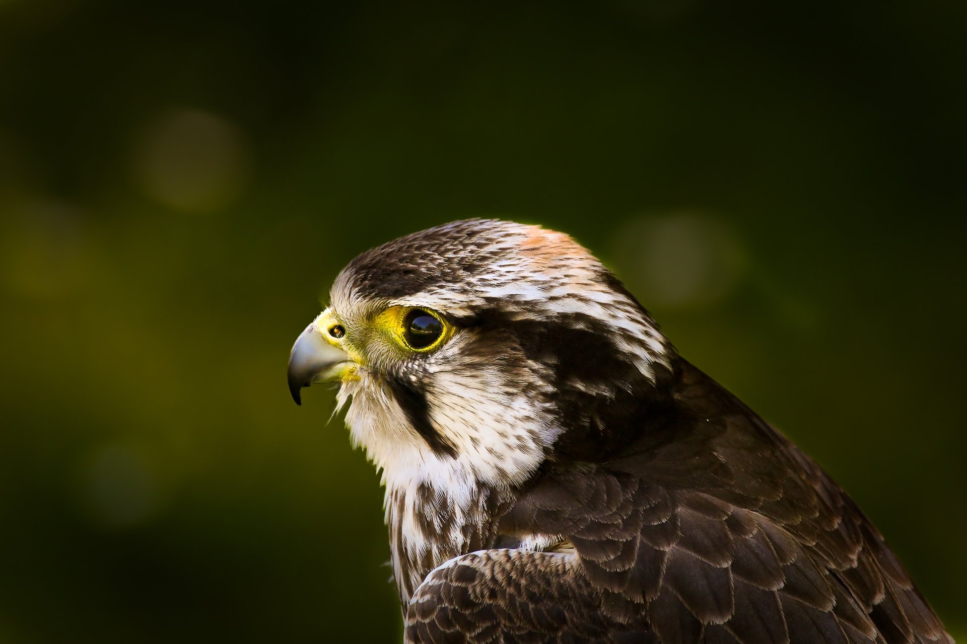 hawk zielony pasemka spojrzenie jastrząb ptak tło profil