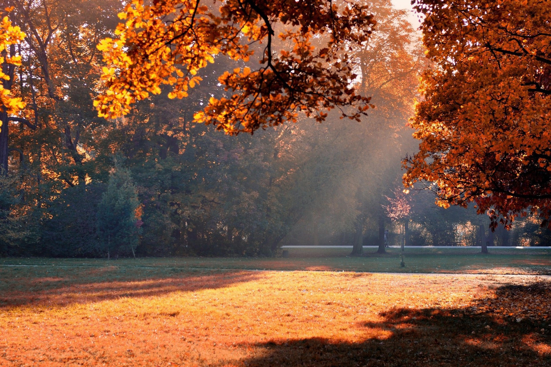 feuillage arbres parc automne ombre lumière