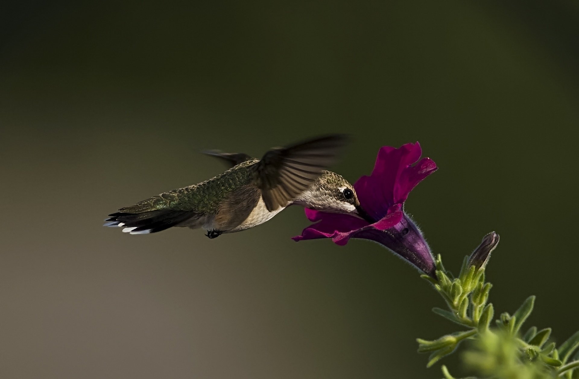 gros plan pétunia oiseau colibri fleur