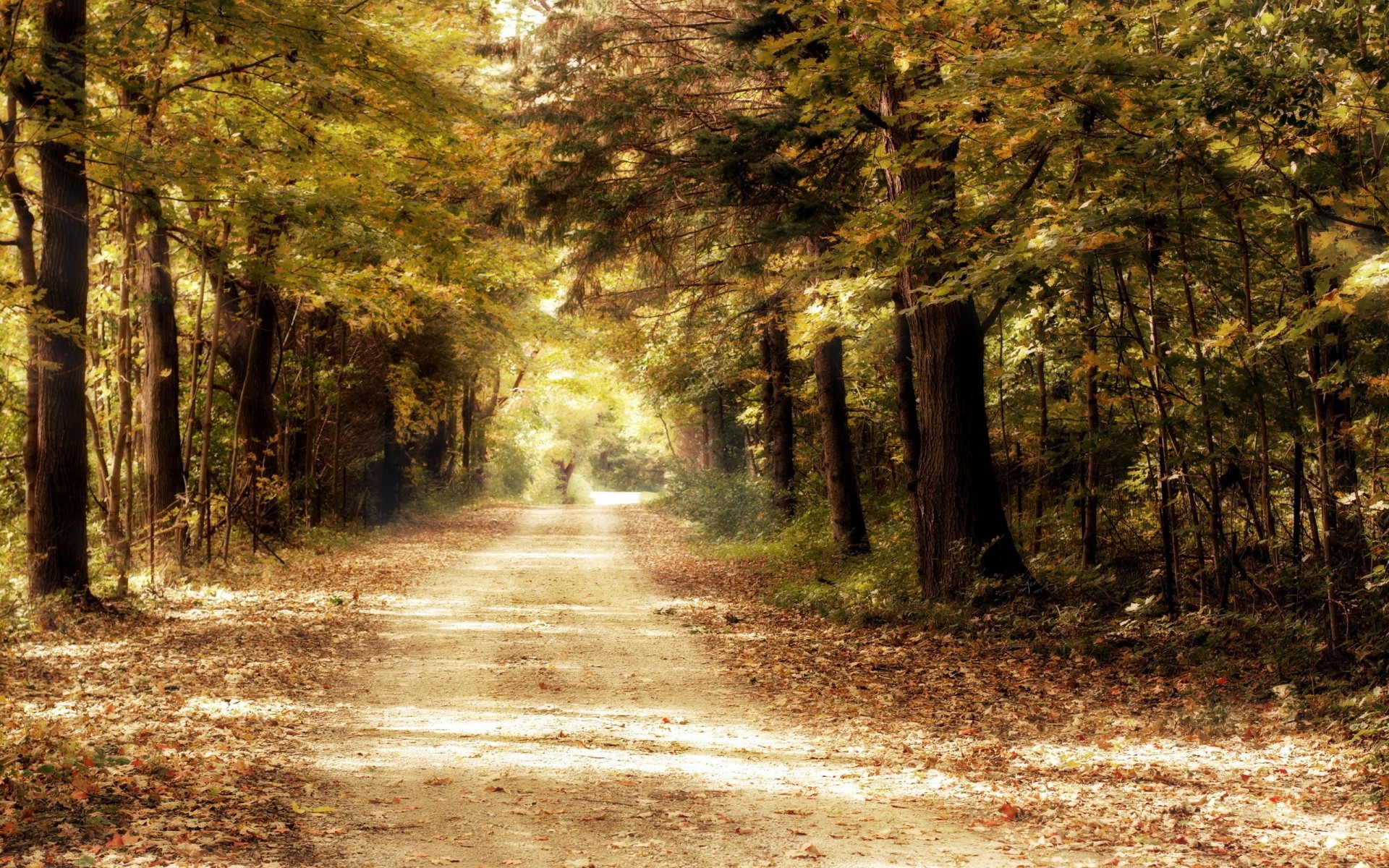 route forêt arbres nature