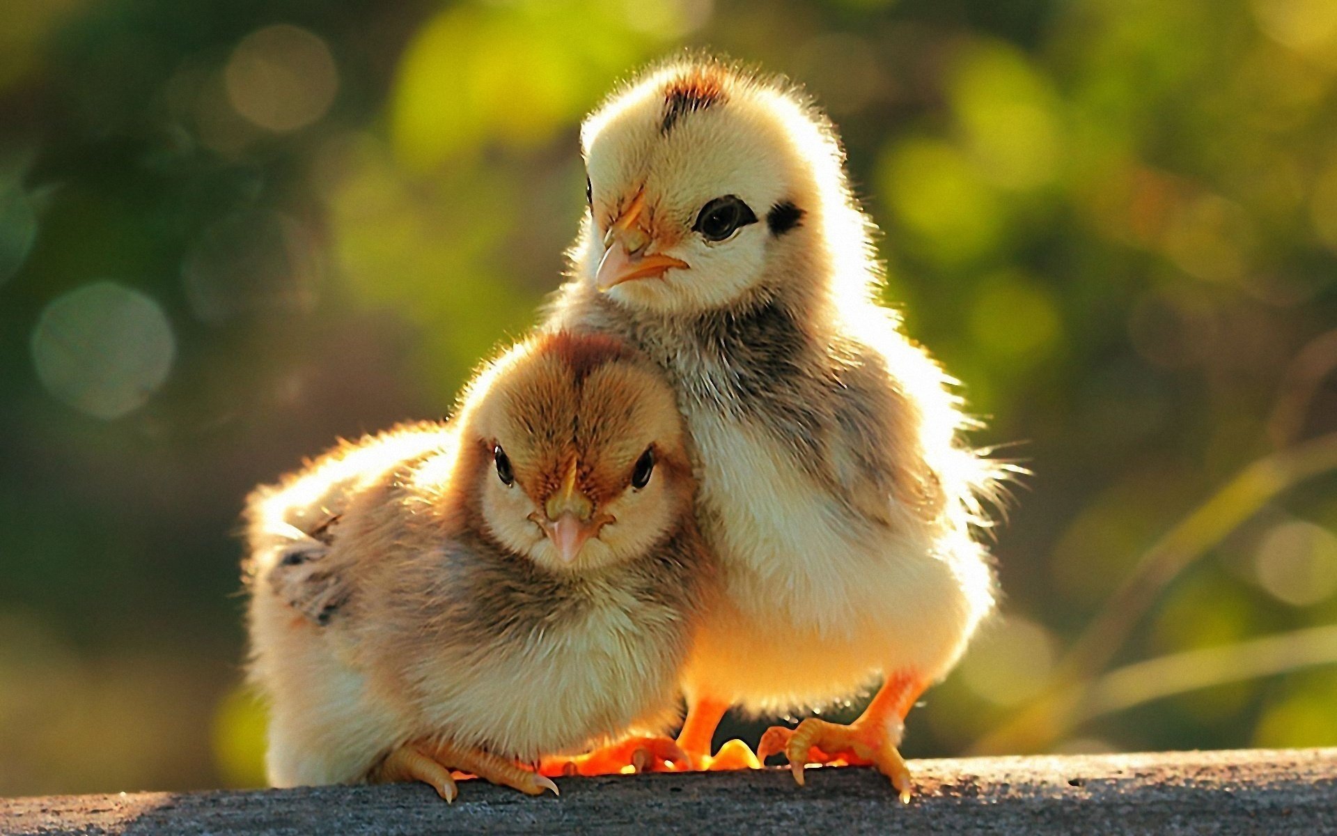 aves polluelos pareja pollos