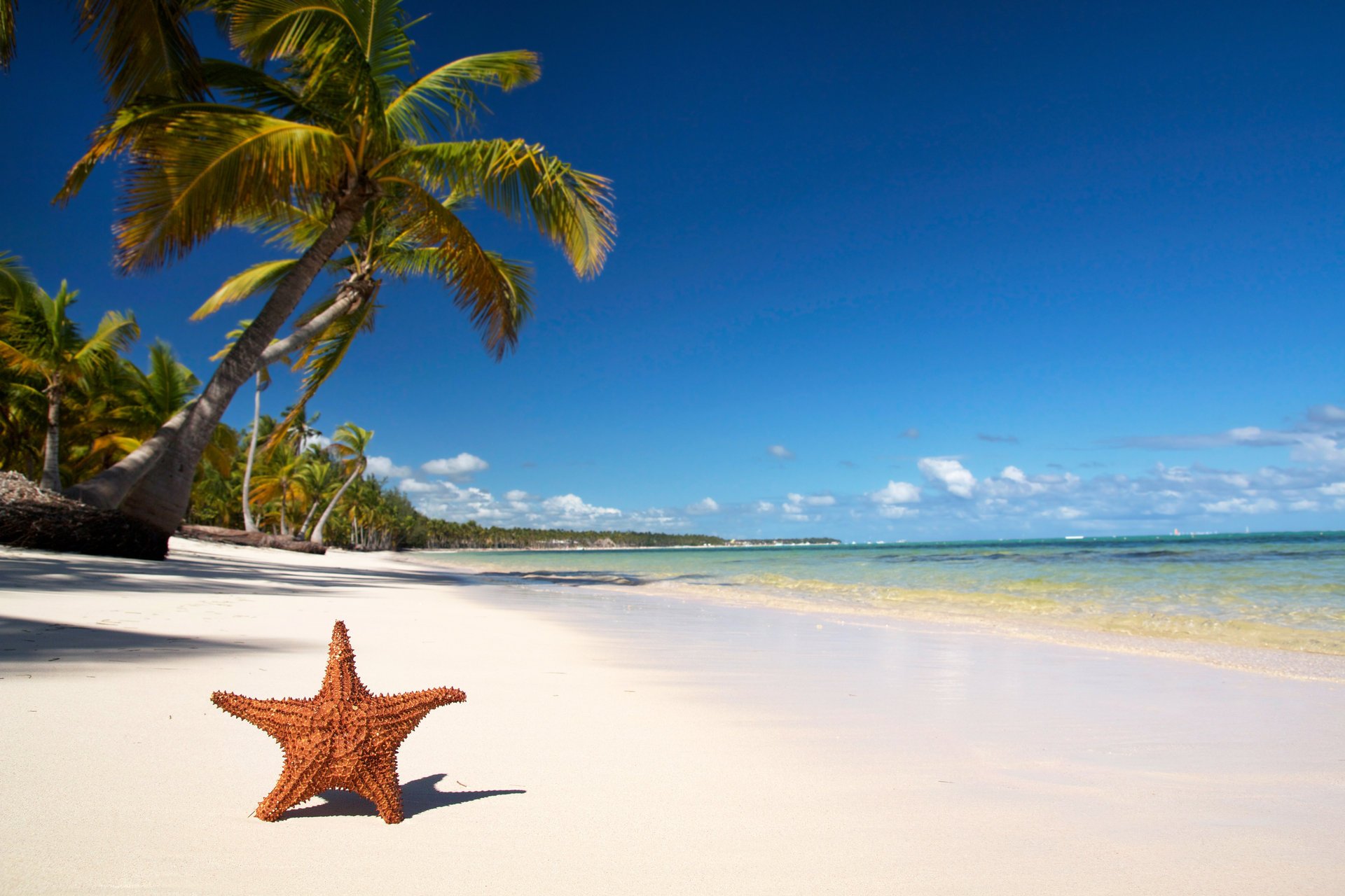 tropen seestern palme strand meer