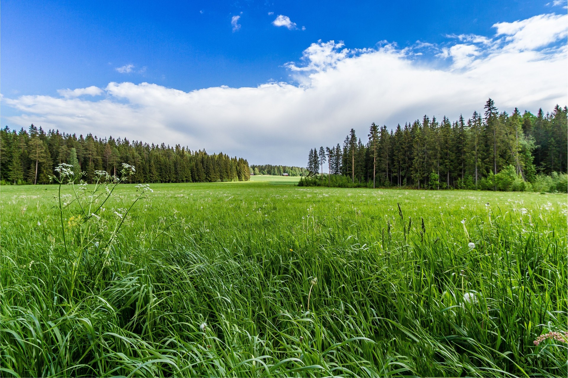 paesaggio alberi erba foresta cielo campo