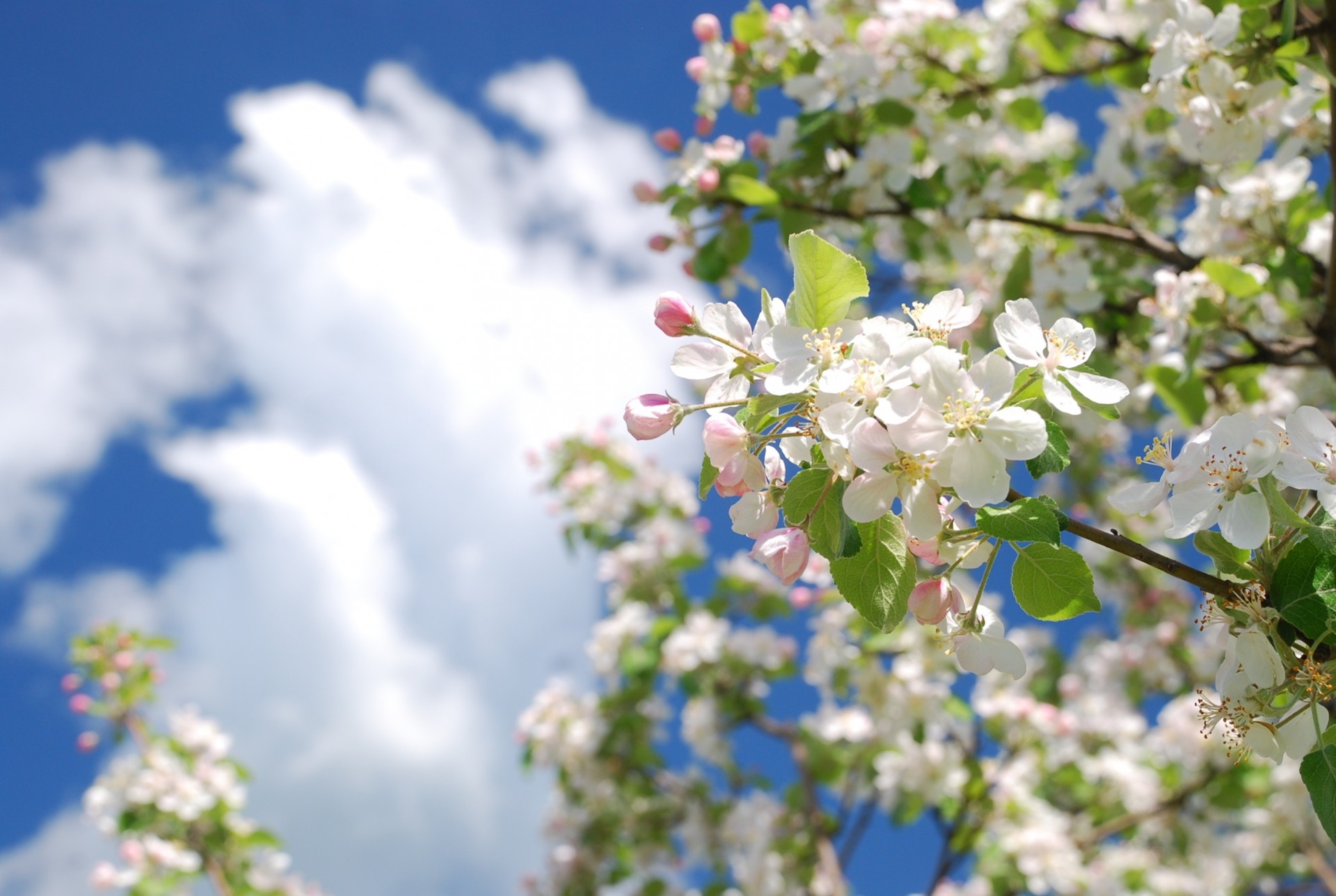 pomme branche couleurs printemps arbre