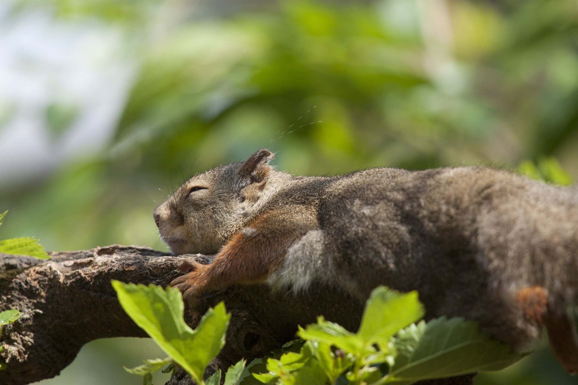 branche repos dormir feuillage écureuil