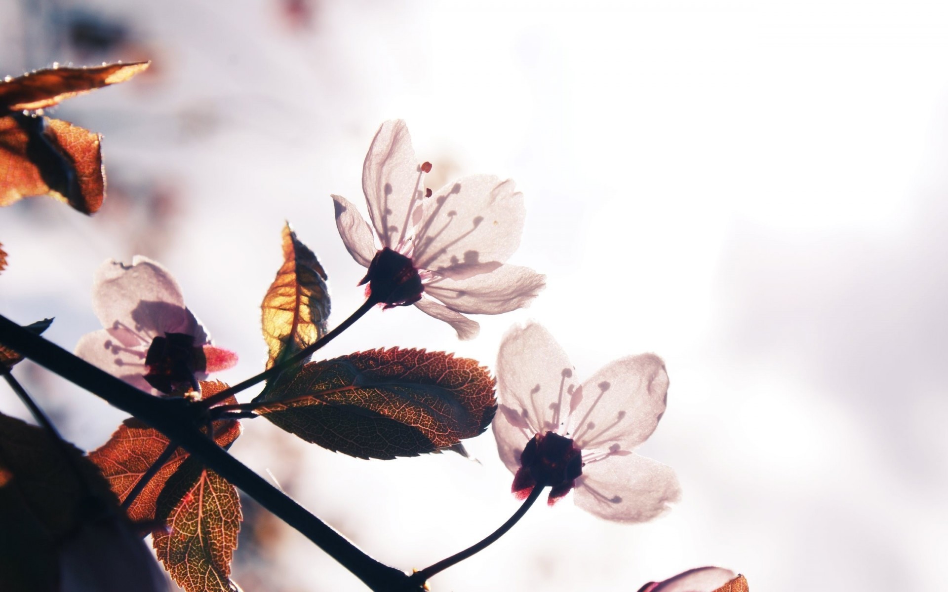 printemps arbres à fleurs ensoleillé