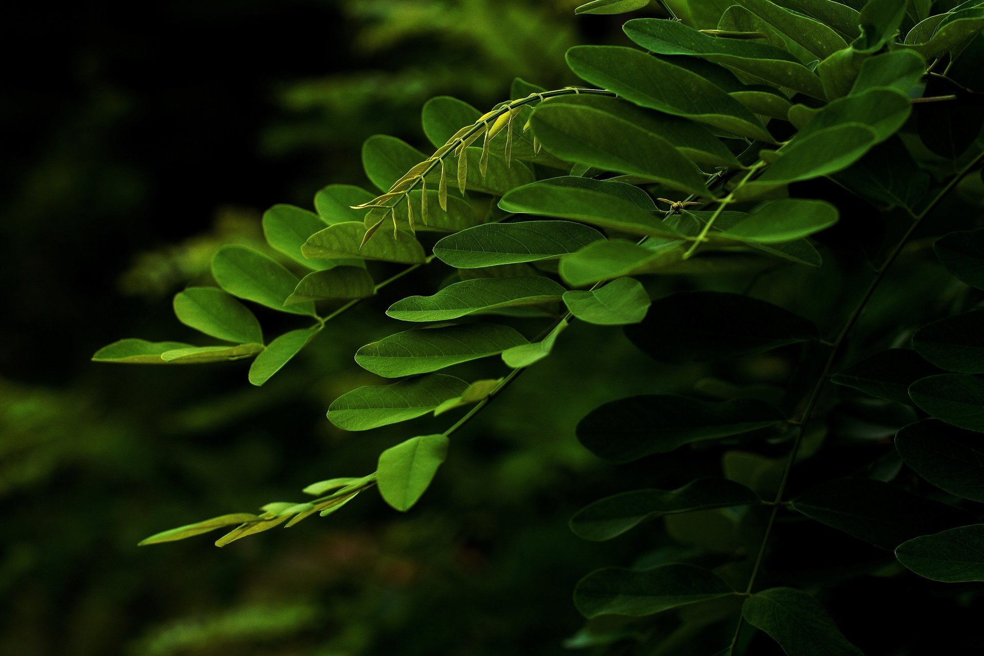 rama hojas macro verde