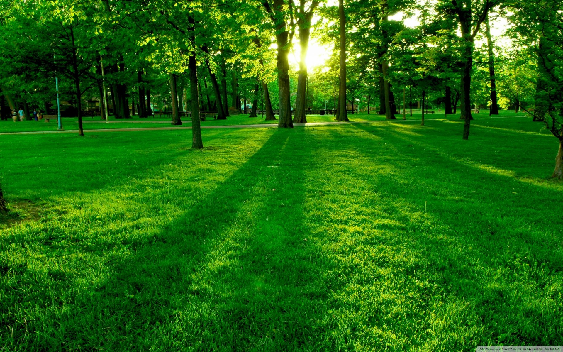 herbe verte palmiers