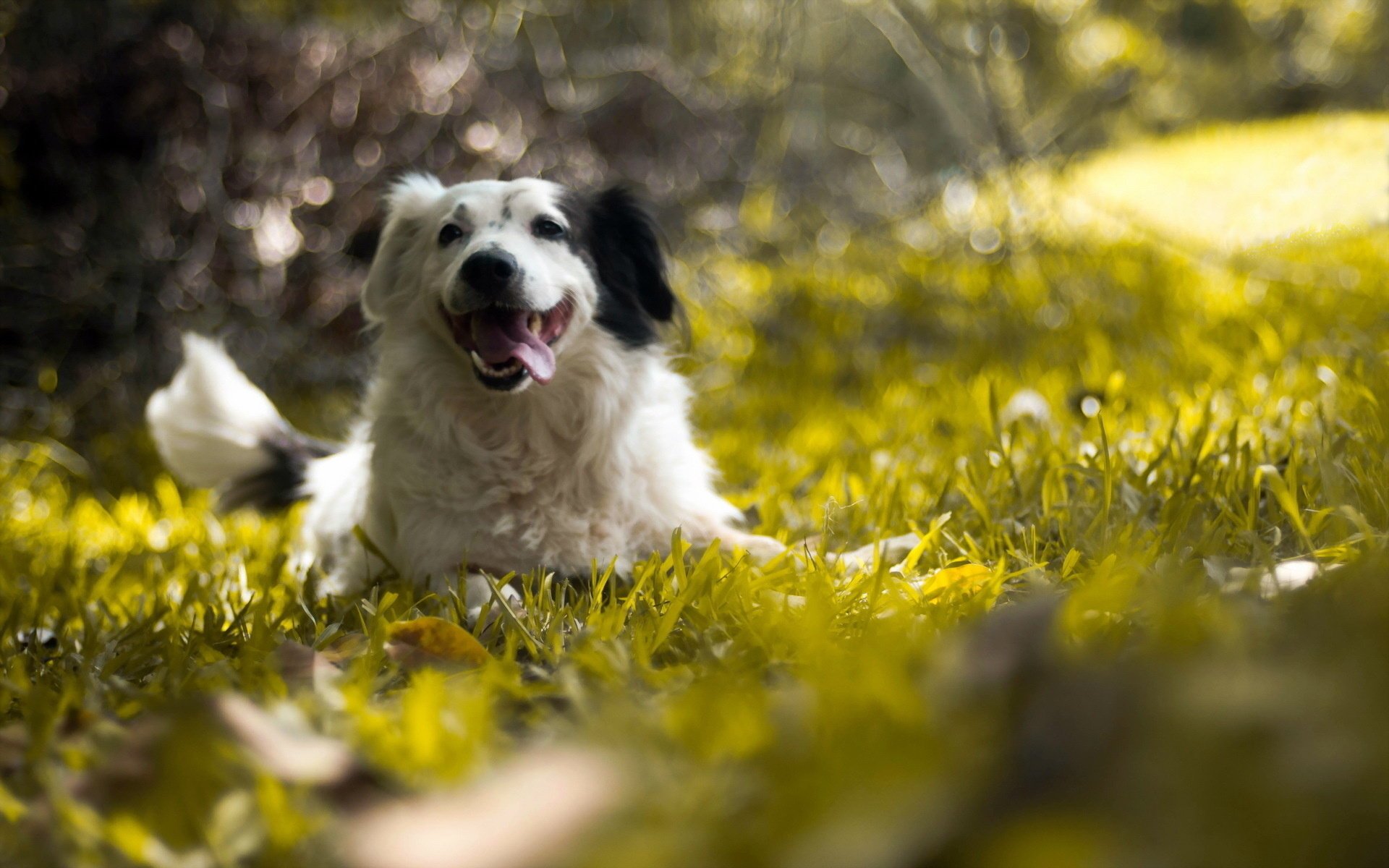 hund sommer natur