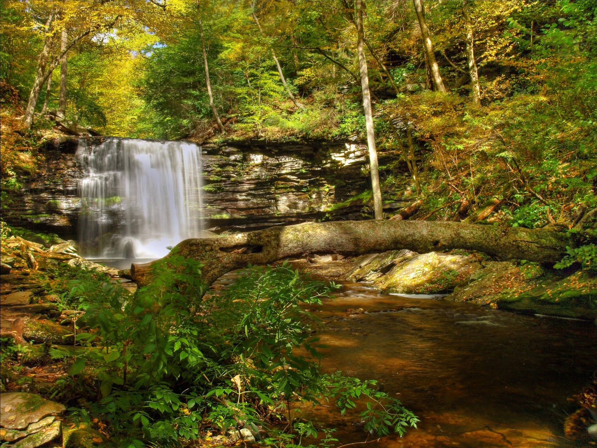 tree waterfall rock nature