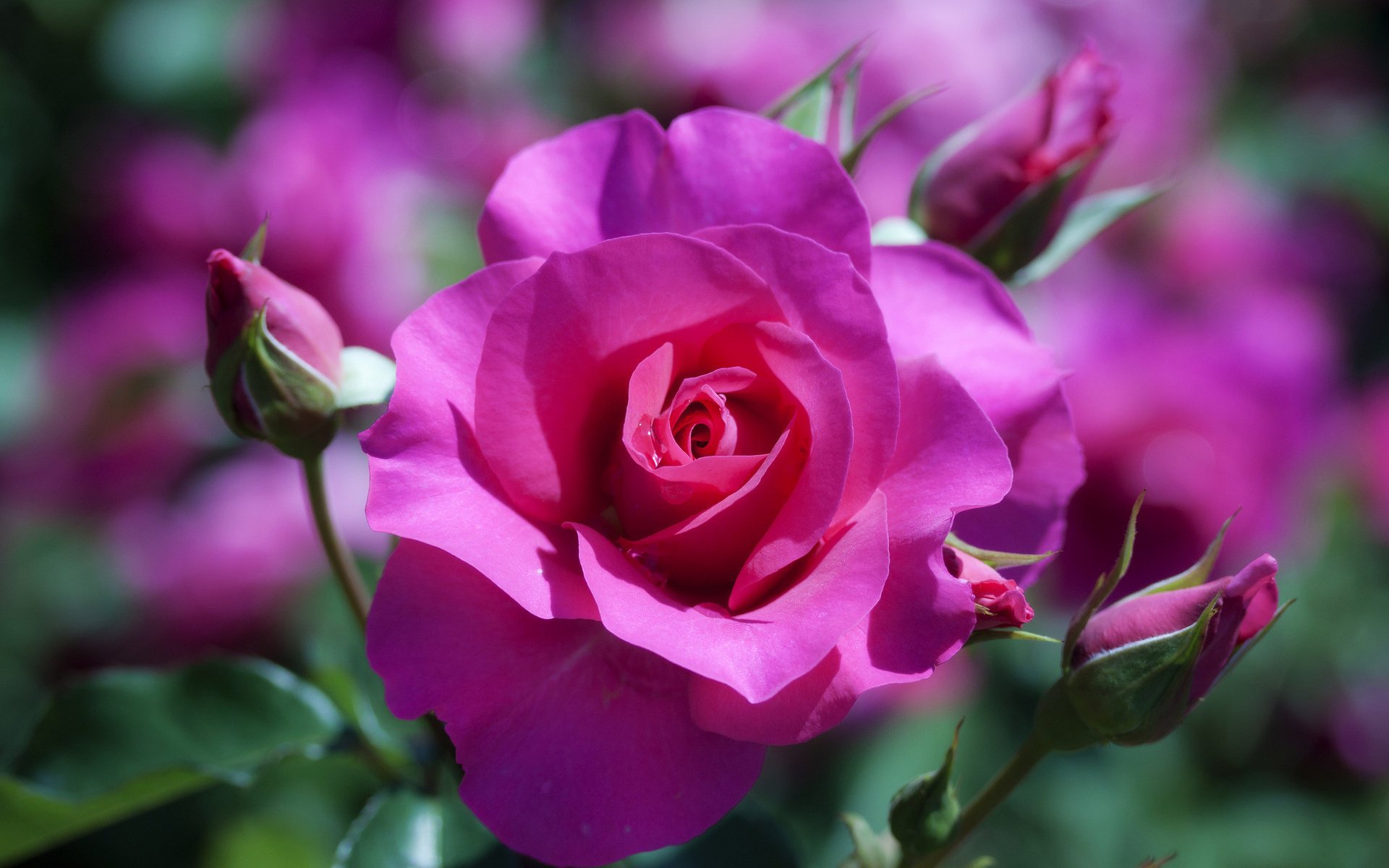 rose macro flower blur plant