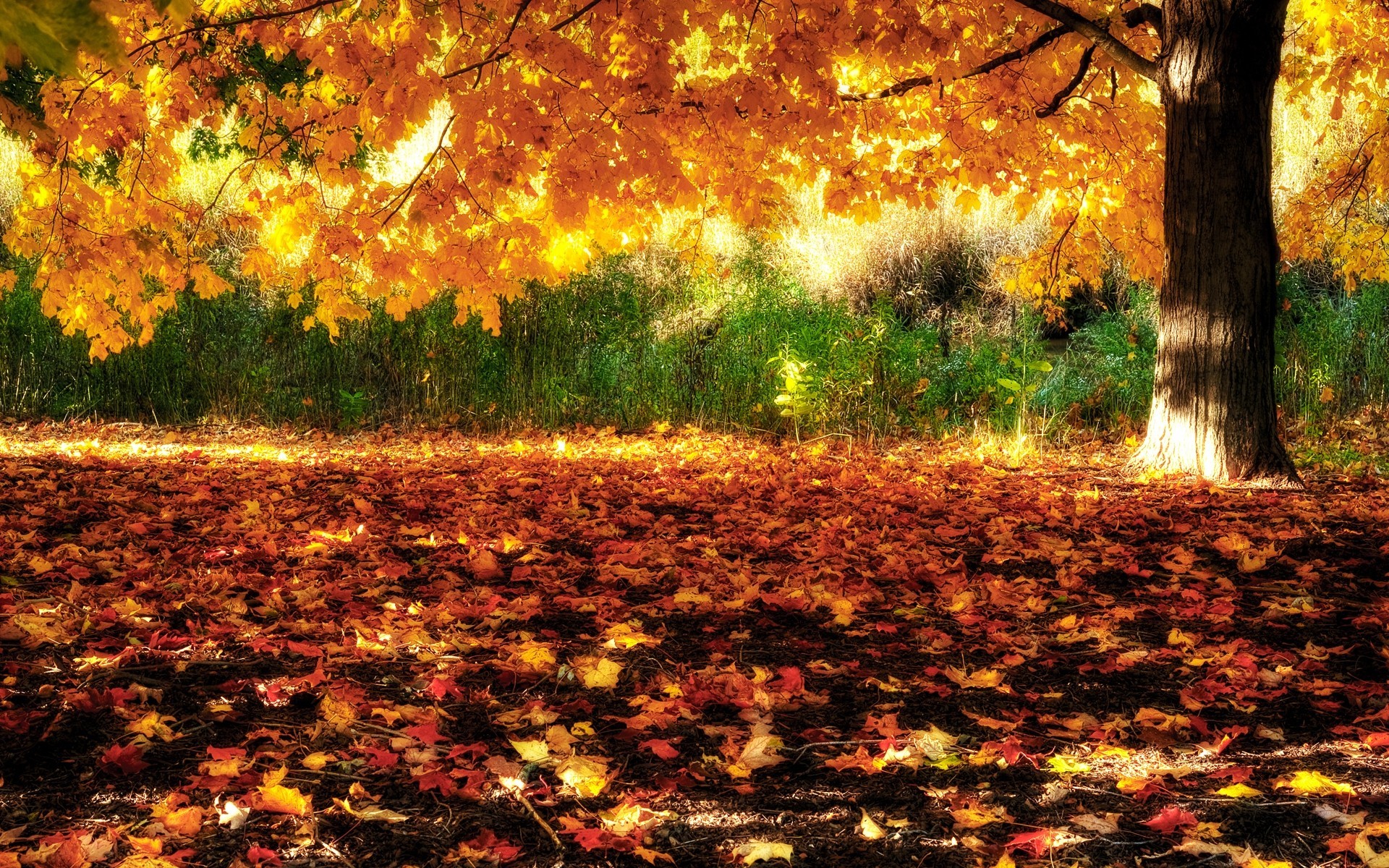 foglia autunno alberi paesaggi foresta