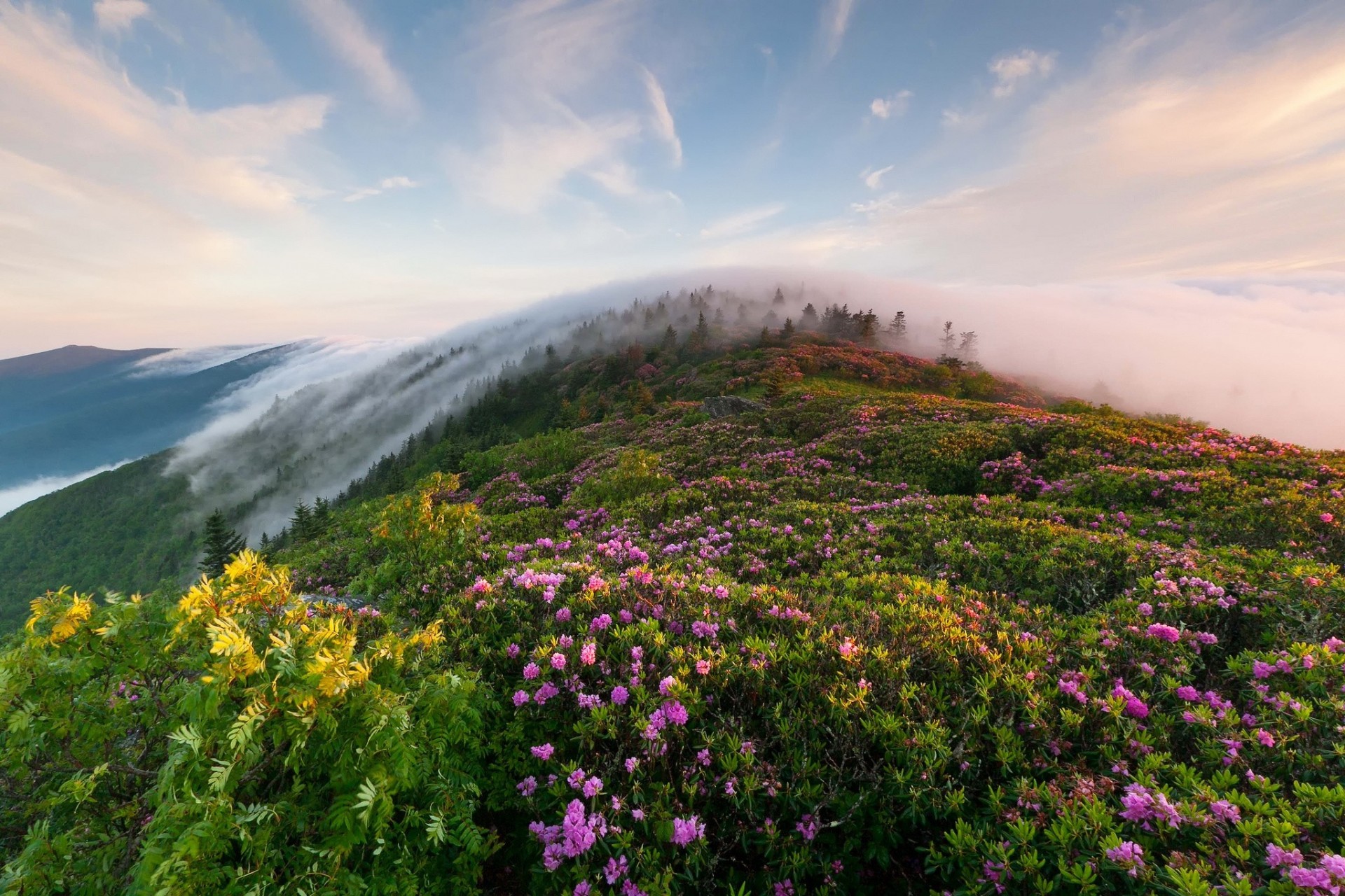 mattina montagne nebbia erba fiori