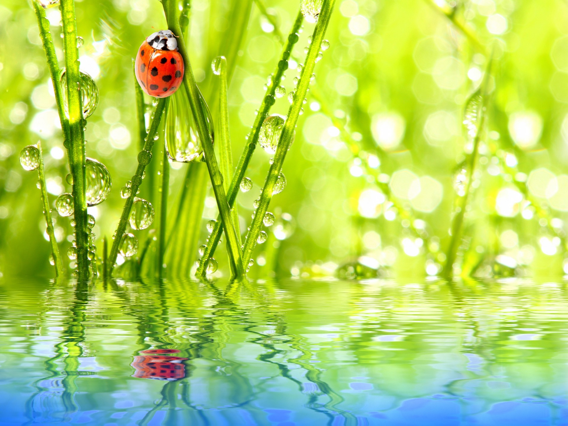 riflessione coccinella acqua cielo rugiada