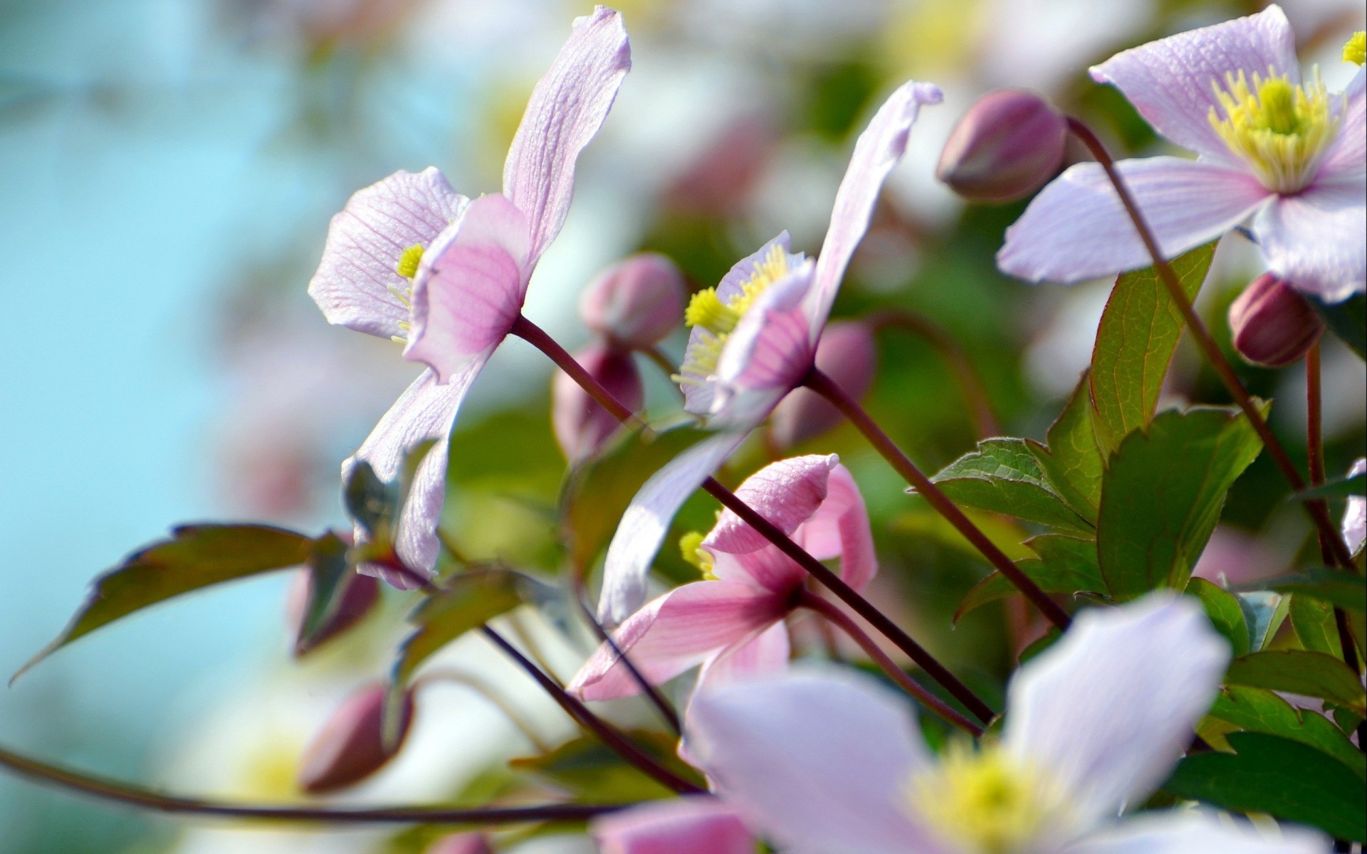 beauty summer flower nature