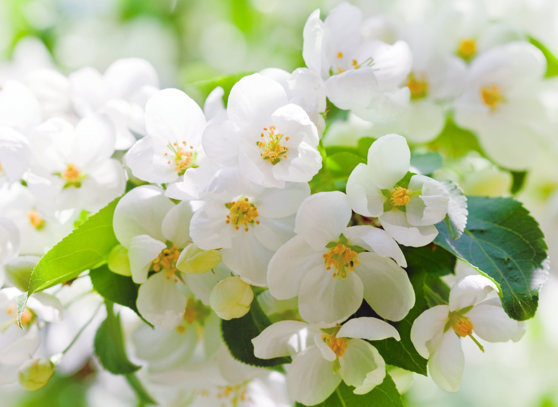 fiori ciliegia bianco foglie ramo fioritura petali