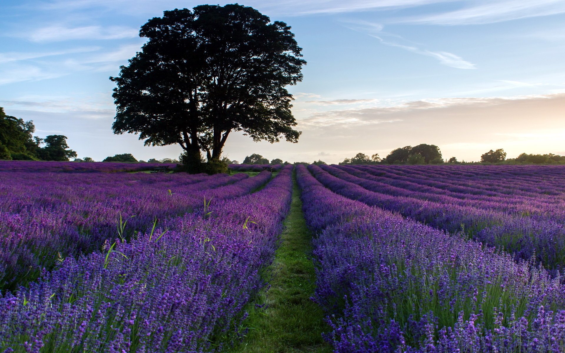 campo lavanda fiori