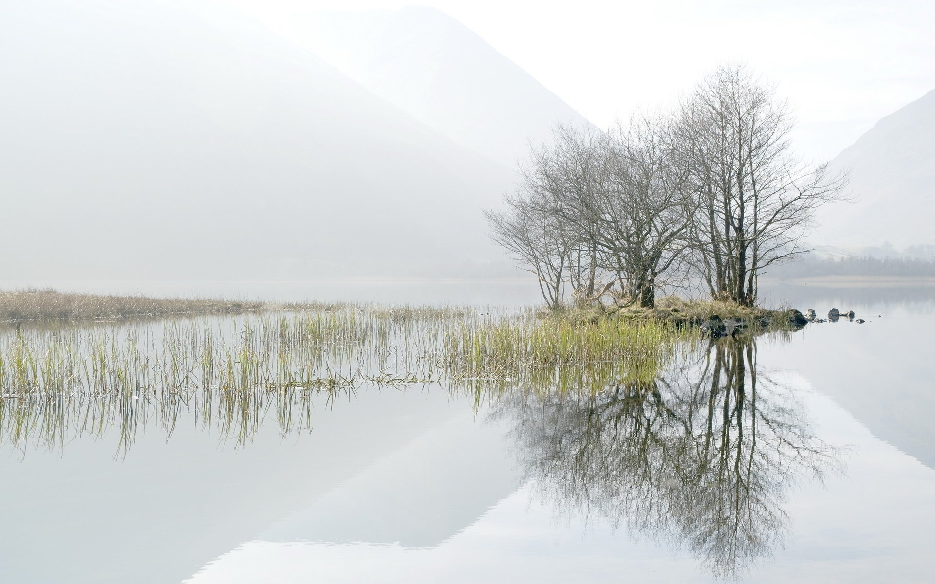 matin lac brouillard arbres paysage