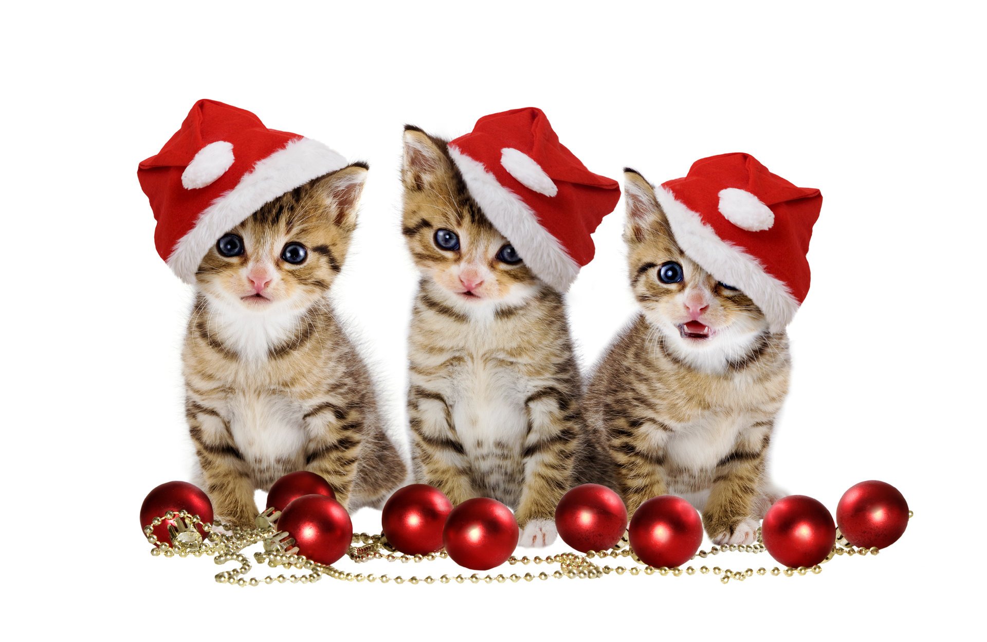 christmas balls cats red balls sweet merry christmas hat beauty magic beautiful pretty