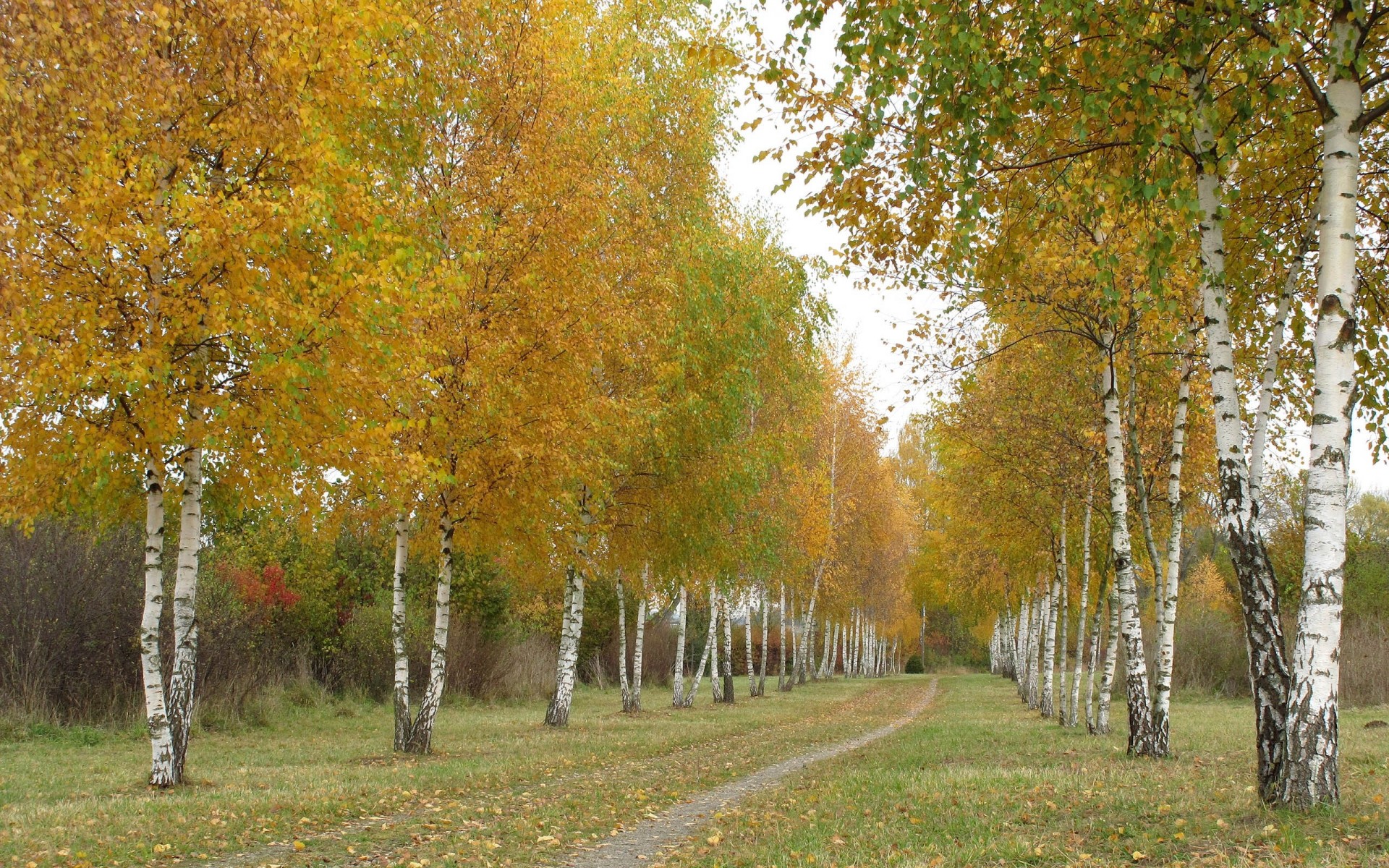 осень деревья дорога береза