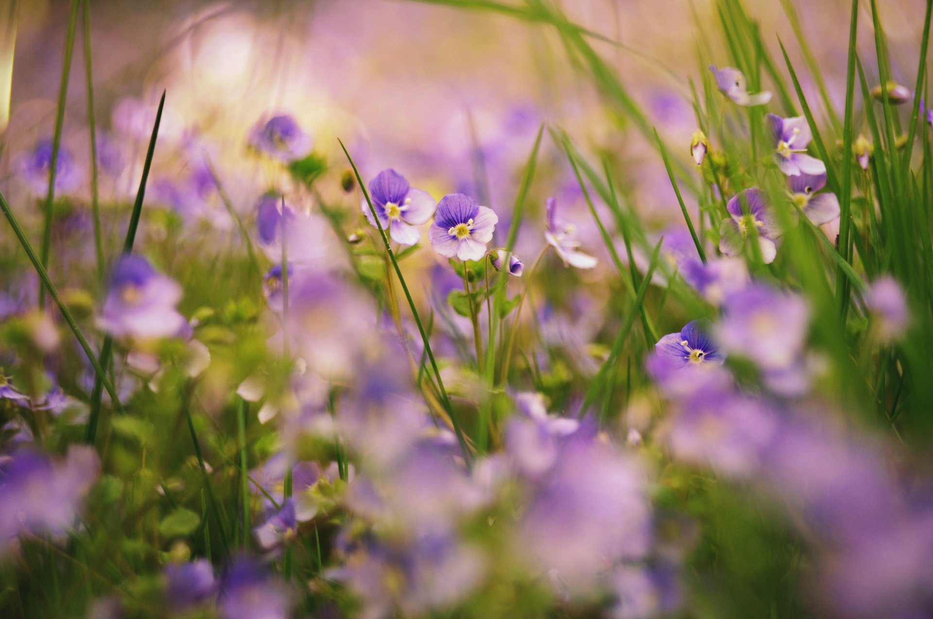 naturaleza flores hierba plantas