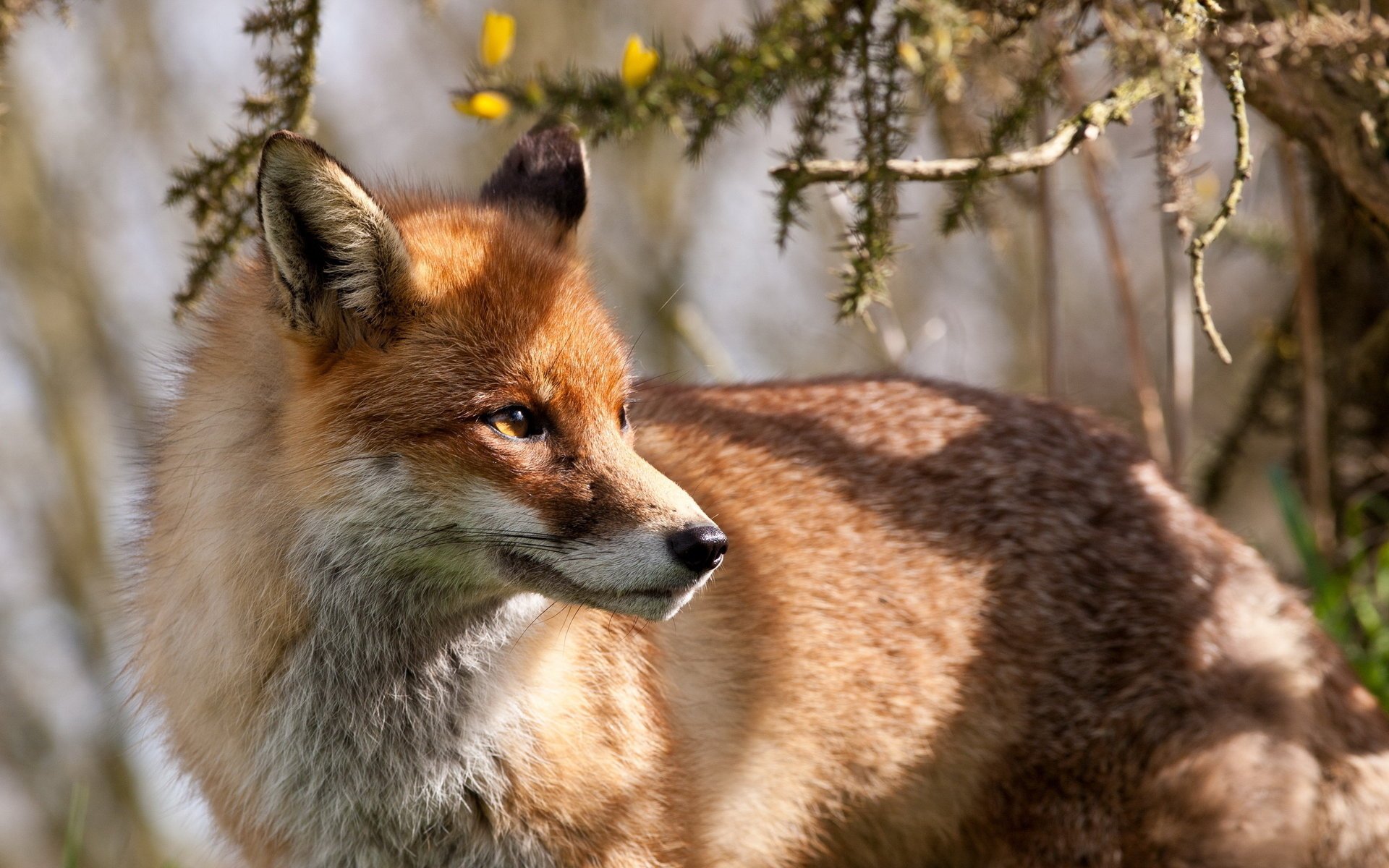 fuchs hintergrund natur