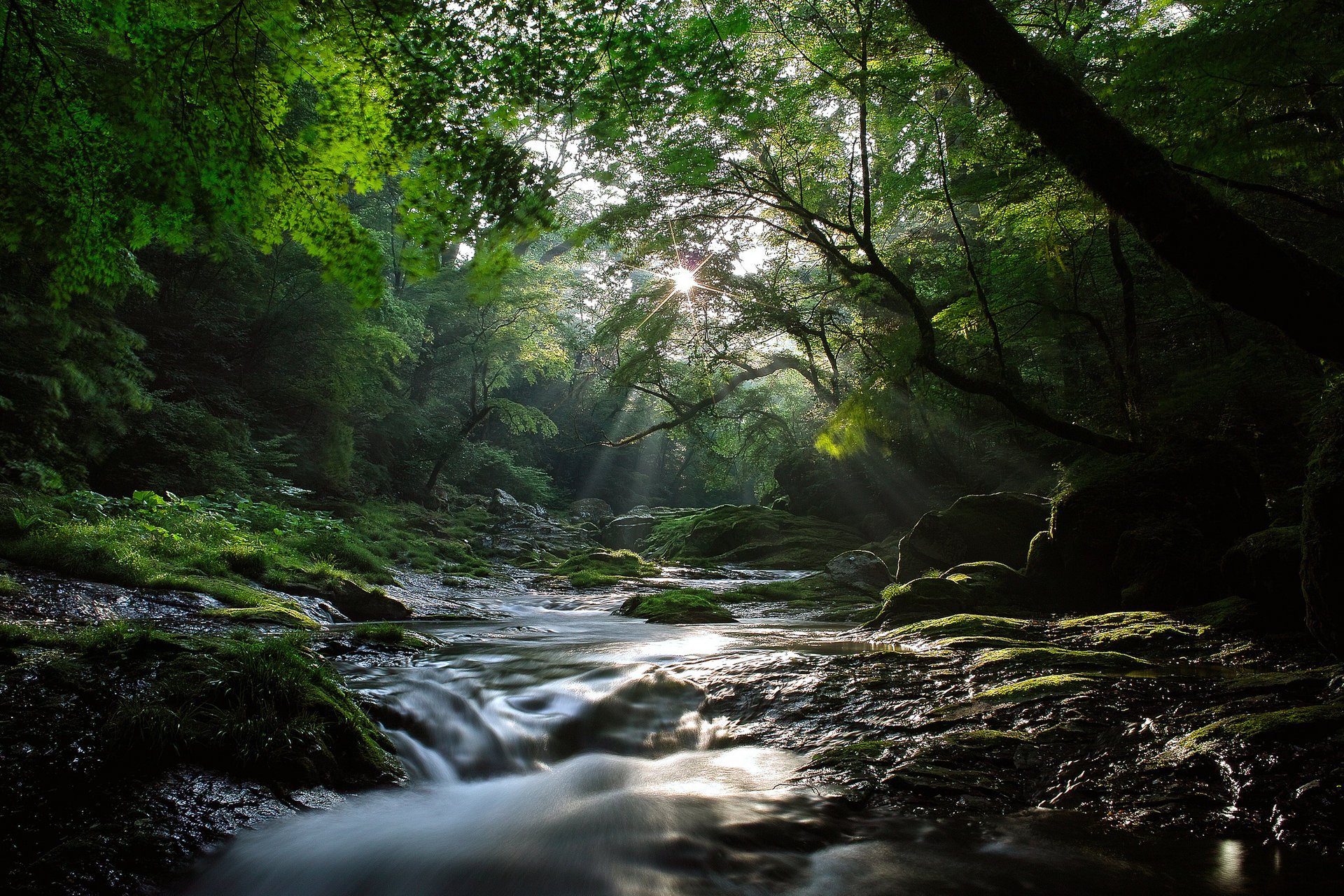 klony natura las rzeka słońce światło strumień promienie