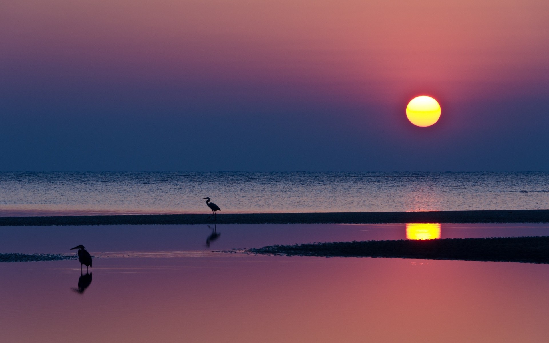 night beach sunset reflection water sun sea silhouettes heron horizon