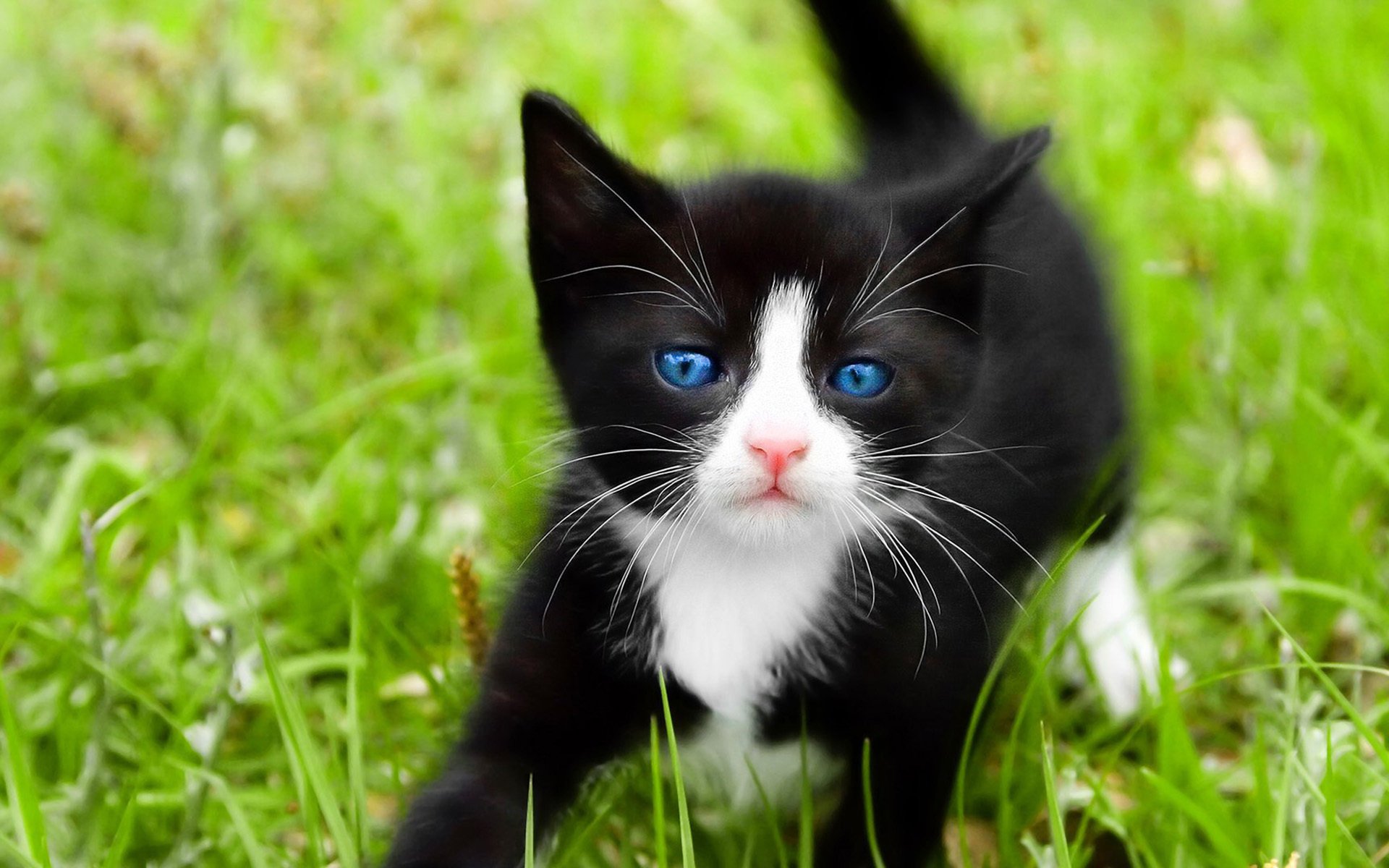 cat black blue eyes grass macro cat cat