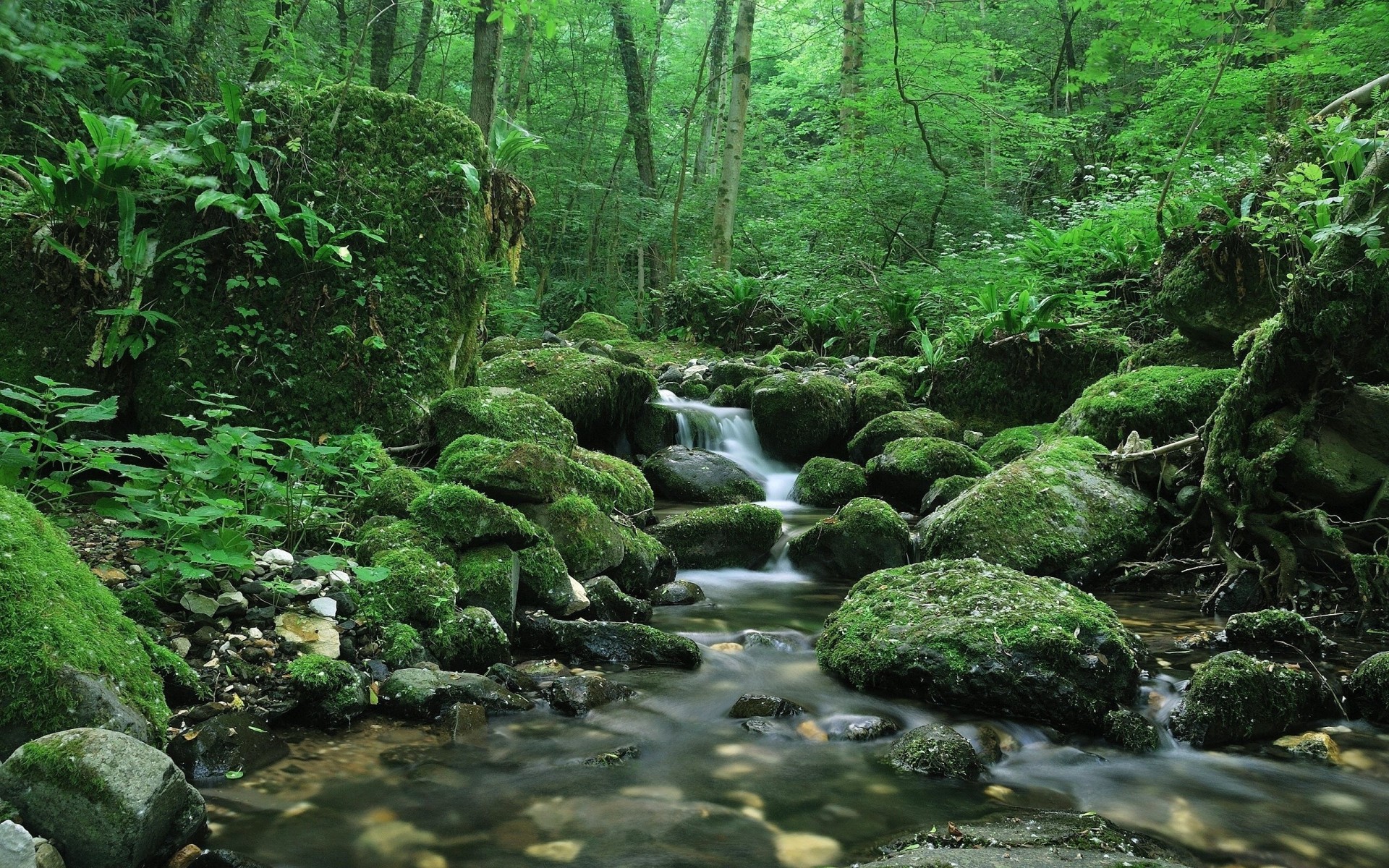 pietre muschio vo creek alberi foresta verde