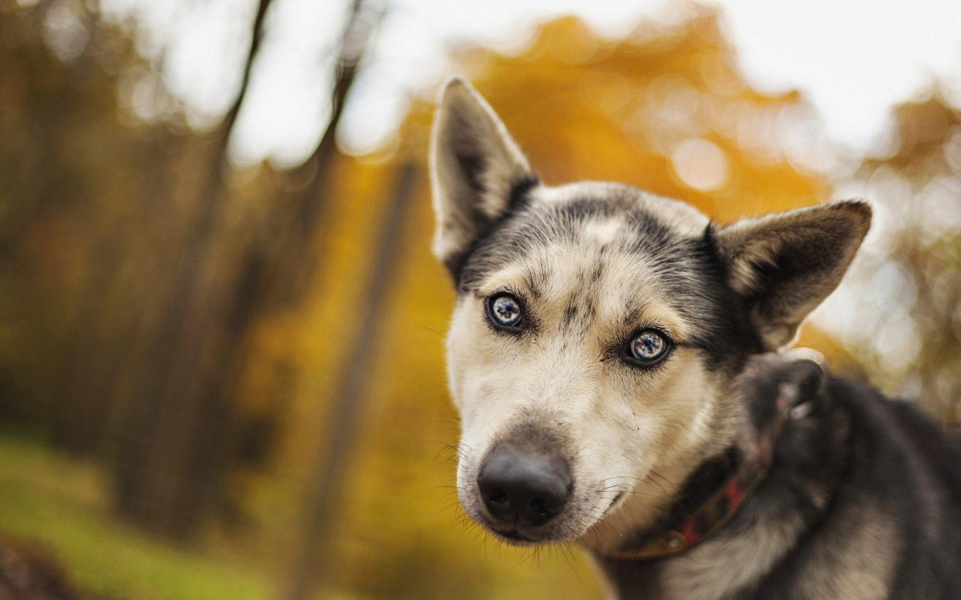 hund freund blick