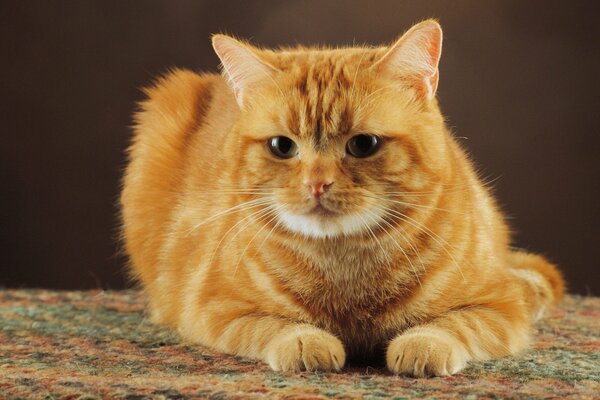 El gato rojo yace en la alfombra