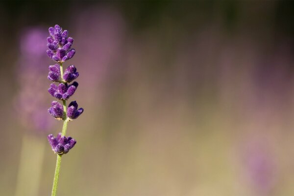 Foto macro di lavanda