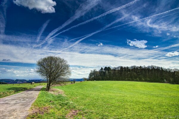 Wiesenlandschaft. Ein Baum neben der Straße. Der Wald am Horizont. Flugzeugspuren am Himmel