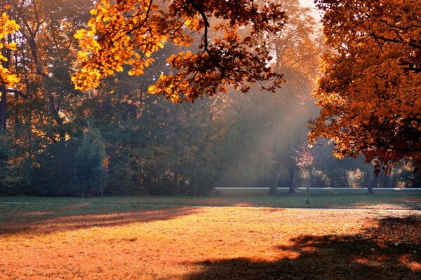 Park im Herbst von Sonnenlicht beleuchtet