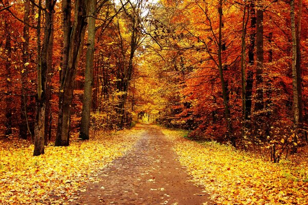 Parque de otoño con pista