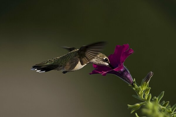 Macrophoto of a hummingbird on a petunia flower