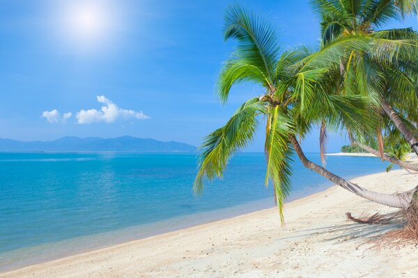 Plage tropicale propre paradisiaque sur fond de ciel bleu