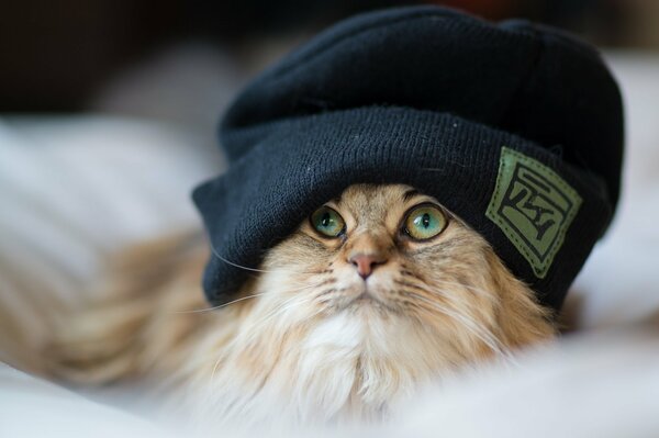 Fluffy cat in a black hat