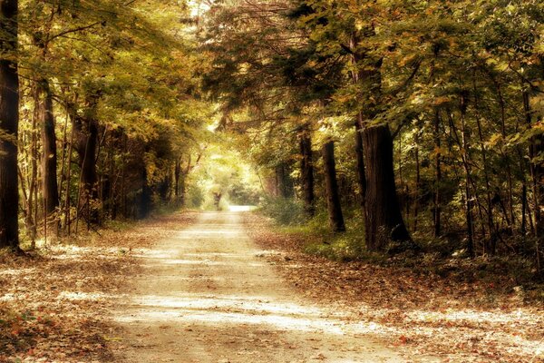 The road through the autumn forest