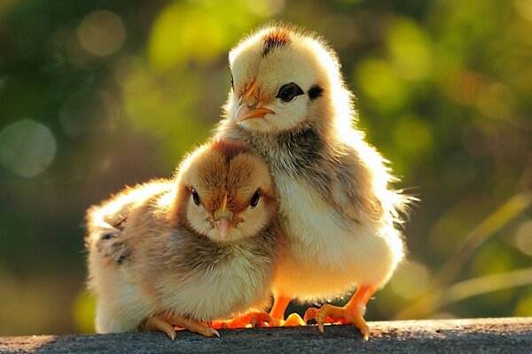 Deux poussins sur un perchoir. Poussins dans la nature